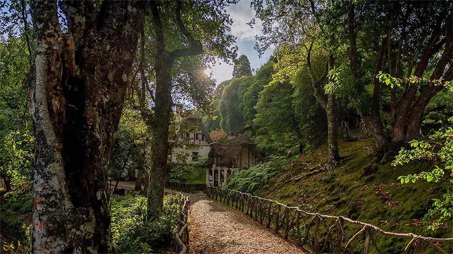 Laurissilva Forest Unesco World Heritage Since 1999